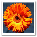 Blume